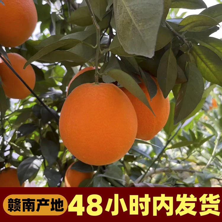 现摘现发正宗赣南脐橙产地直发寻乌应季水果新鲜橙子特产好吃大果