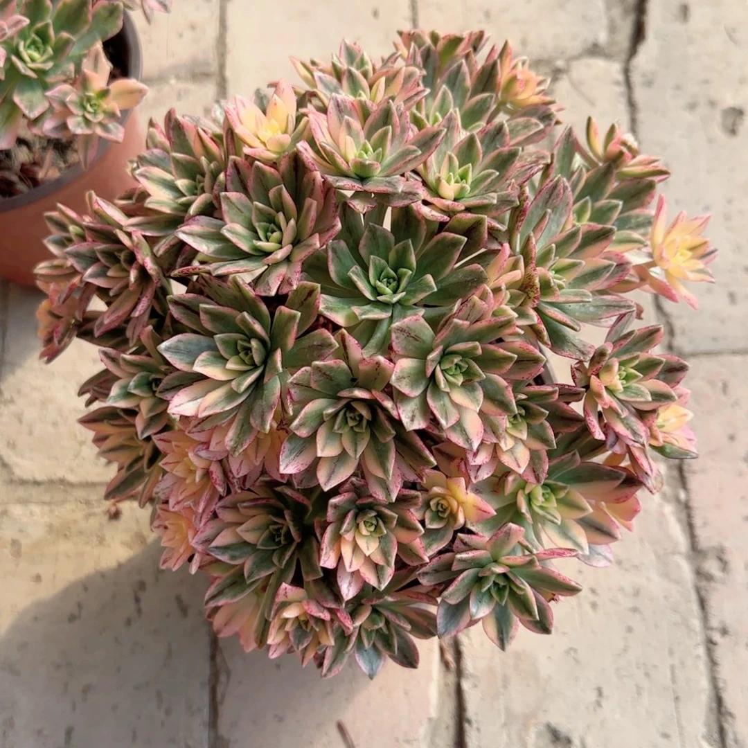 无花朵甜茶老桩中号