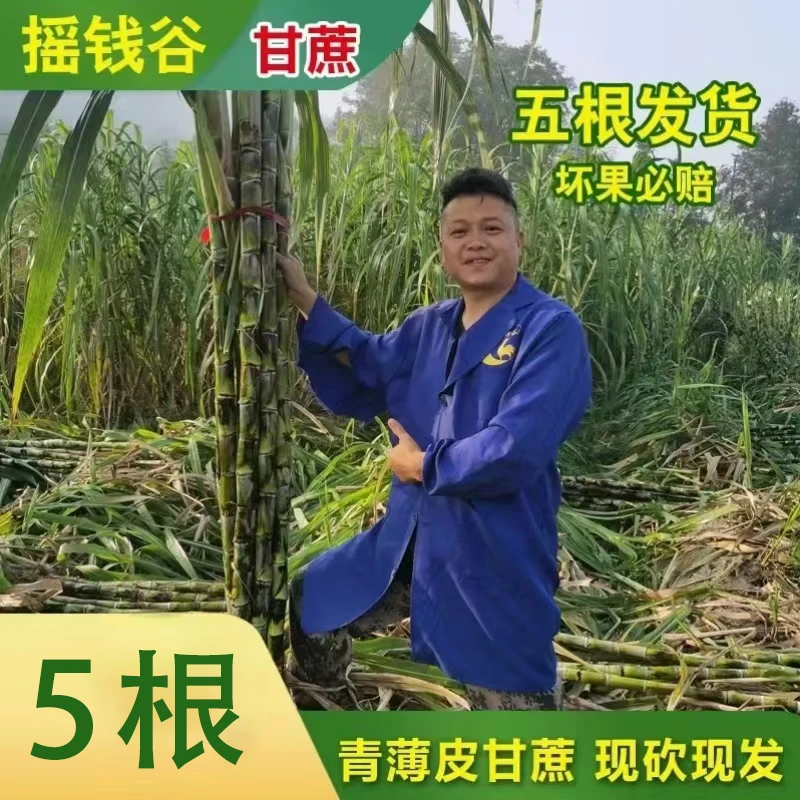 皖南旌德青皮水果甘蔗5根装（江浙沪皖包邮，其它地区不包邮）