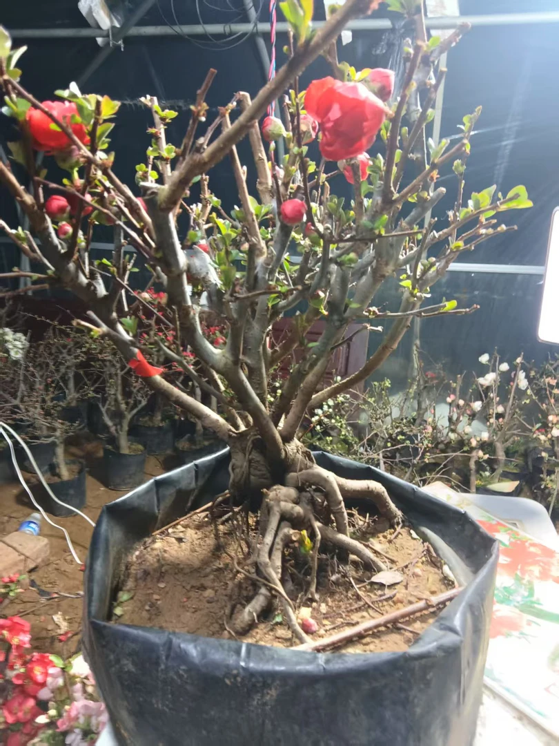 四季海棠花盆栽树苗重瓣花卉盆景老桩室内阳台庭院易活开花植物