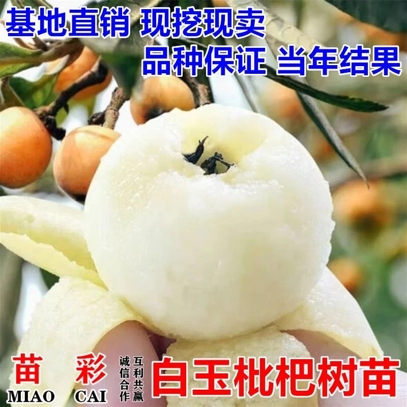 白玉枇杷树苗嫁接特大早熟无核白沙琵琶果树苗南北方种植当年结果
