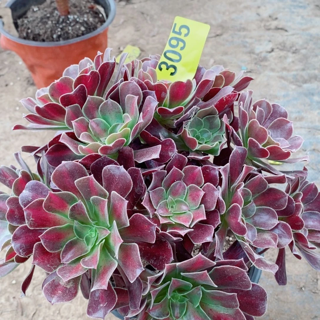 花纳多肉植物3095