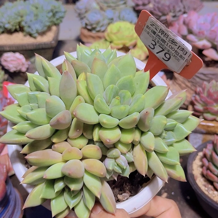 379红象牙。