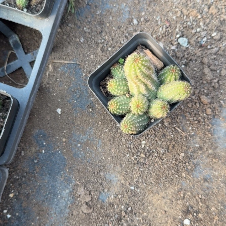 谜***王矮胖白檀405群生489