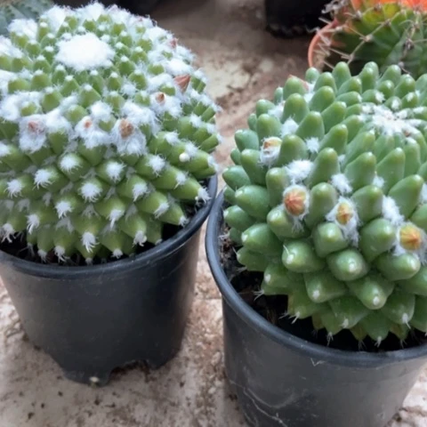 两盆雪糕仙人球15米仙人球