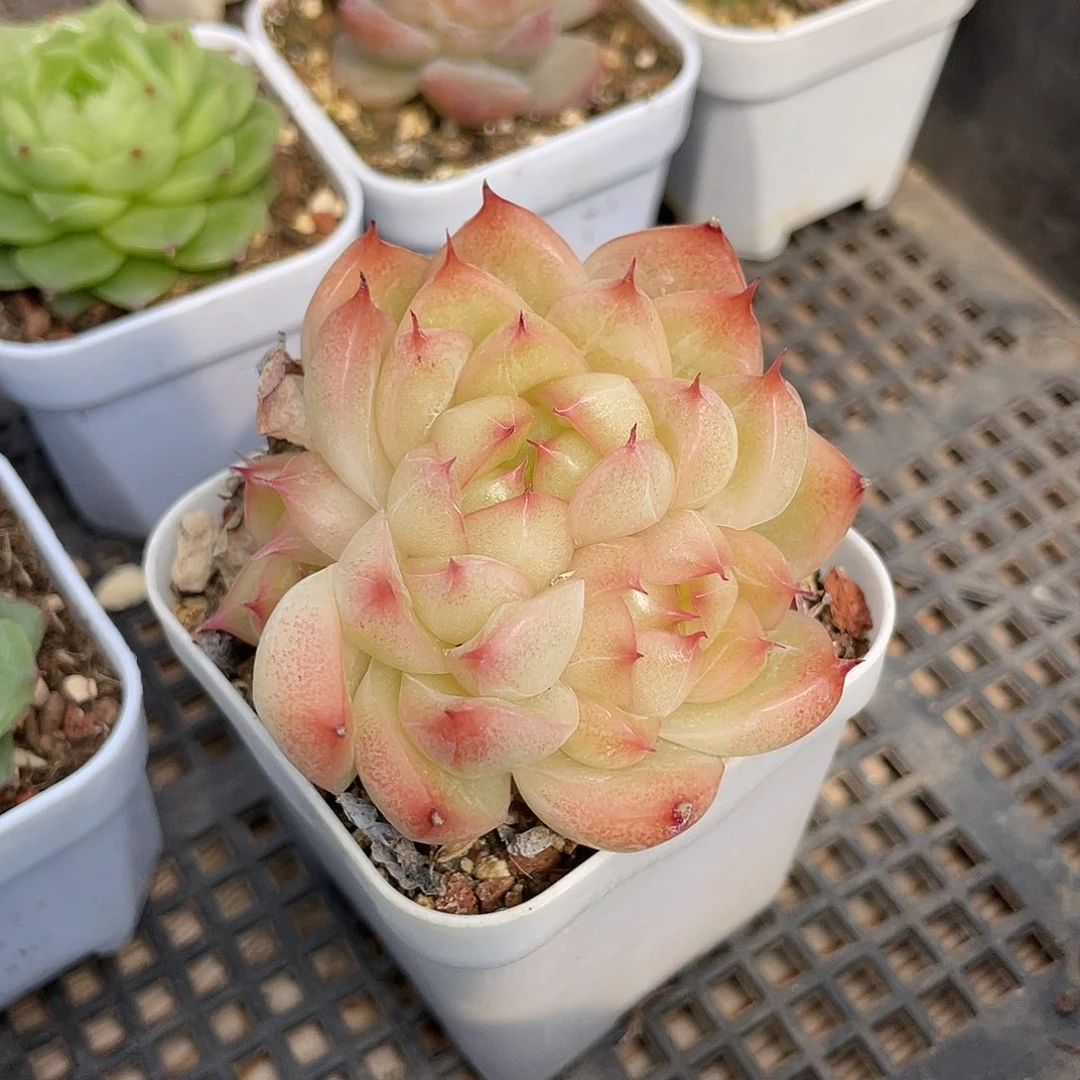 优选麦杆福利315