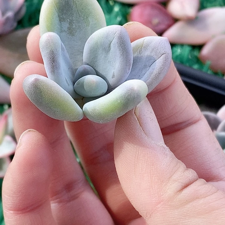 大叶奶一物一拍，