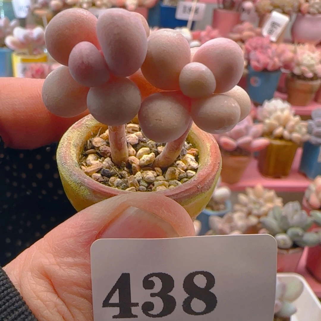 桃蛋438 ，带盆土发货，满38包邮非偏远。