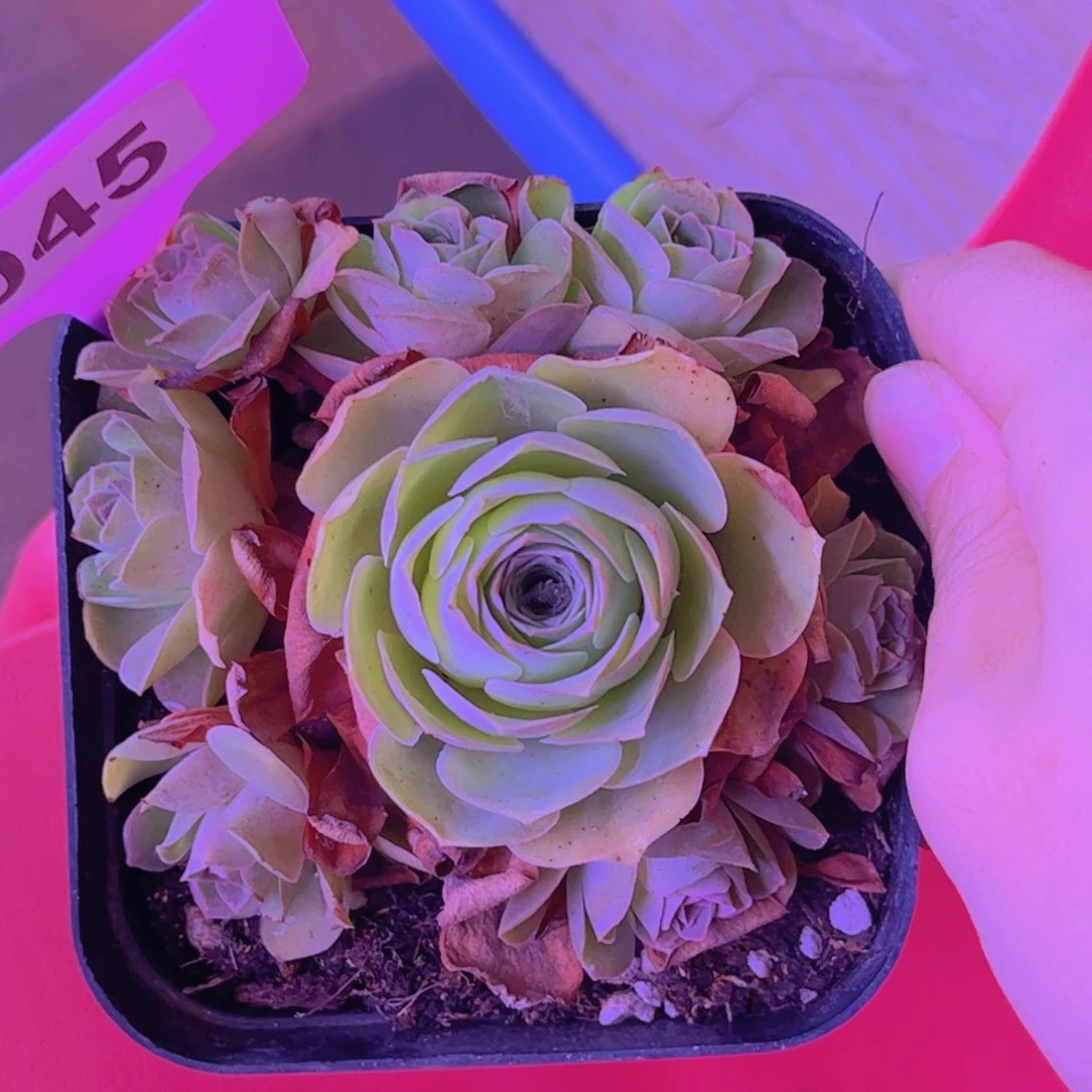 045山地玫瑰绿色