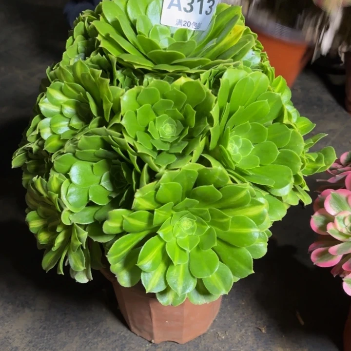 瑞妈，，。。。。。313翡翠琉璃，