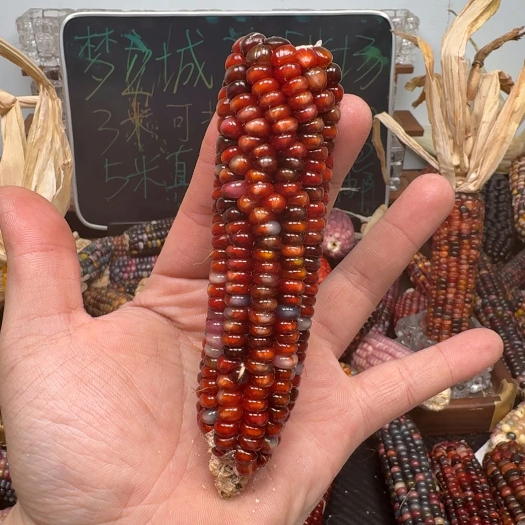 柏香籽/百香籽吊坠卡*哒