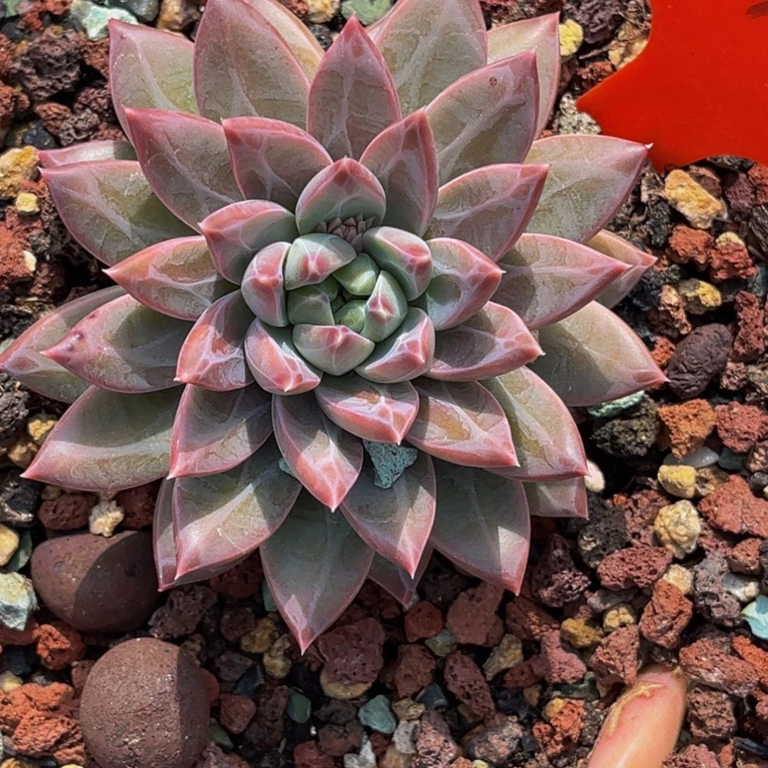 人****见2730号晚上多肉植物群生