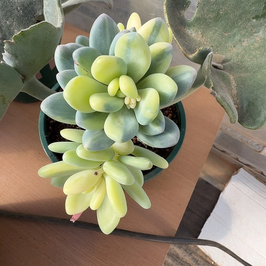 黄金大叶奶111231-7