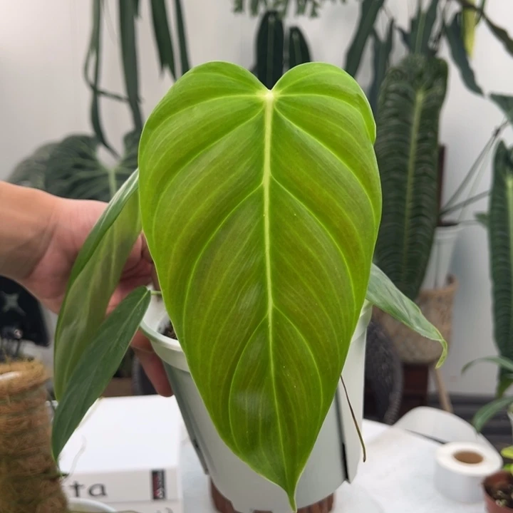 不开花植物Pe蔓绿绒