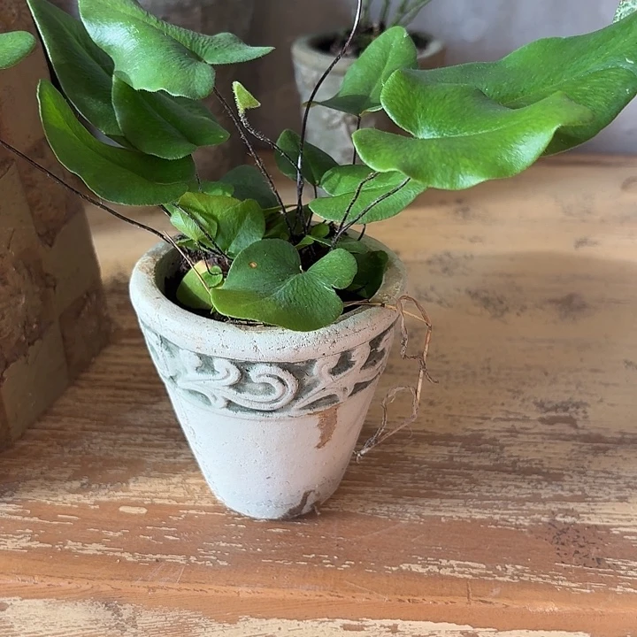 许纯的花房 迷你小盆
