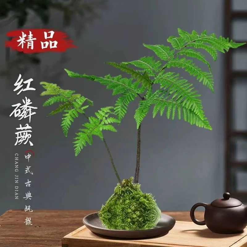 水培植物蕨类盆栽红磷蕨苔藓球一叶蕨室内耐阴新中式苔藓球绿植