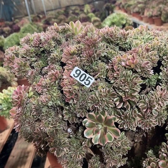 琴***姐多肉植物一个有伤905