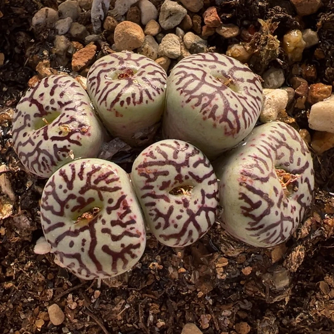 016多肉植物种类多样