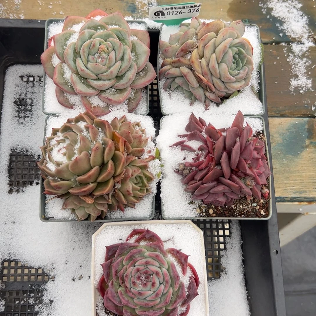 多肉一物一拍0126-376