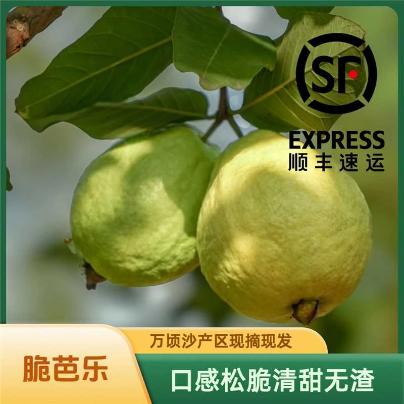 【脆芭乐】正宗珍珠番石榴芭乐 现摘现发 台湾5号爽脆甜(顺丰快递)