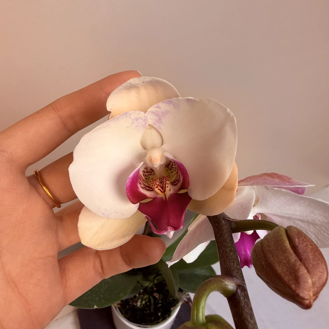 《明兰基地》蝴蝶兰（白闪电）带花带花苞发货
