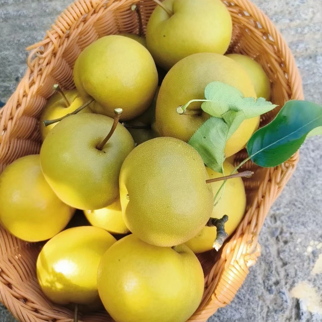湖北利川南平黄金梨，高山茬脆嫩化渣当季水果，皮薄肉厚骨小汁水足