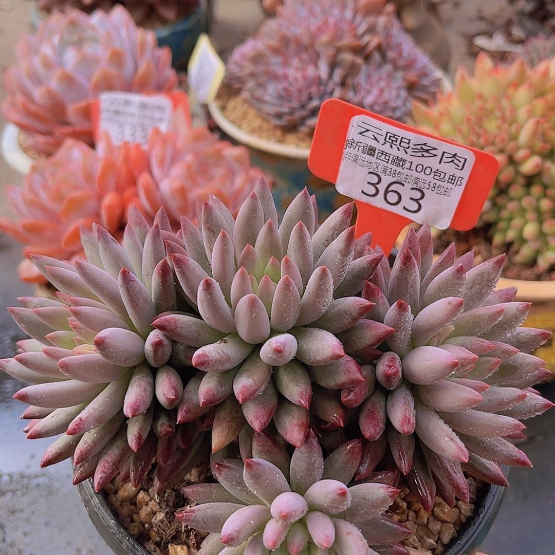 363虞美人多肉植物