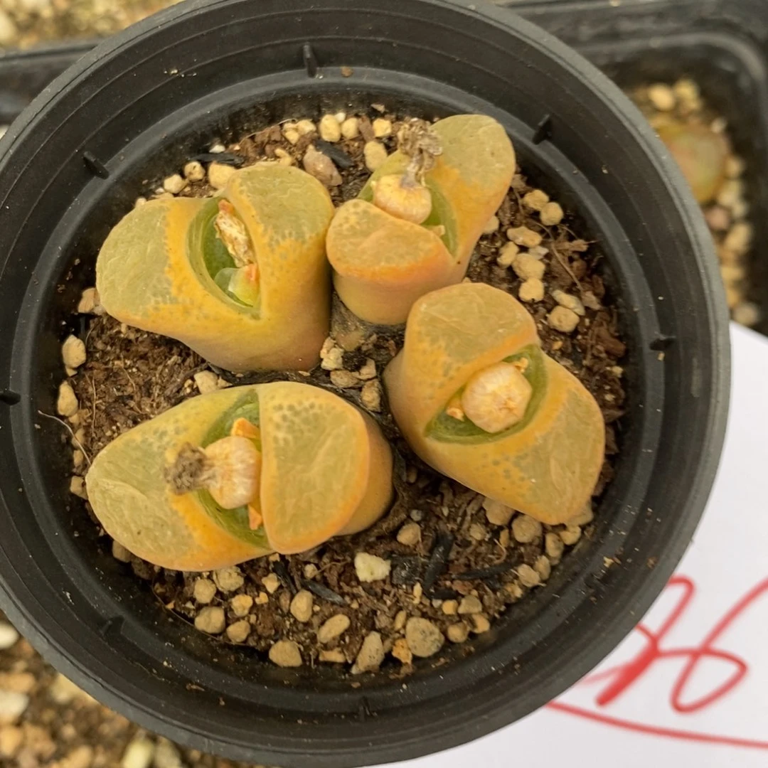 1186一群一群一群