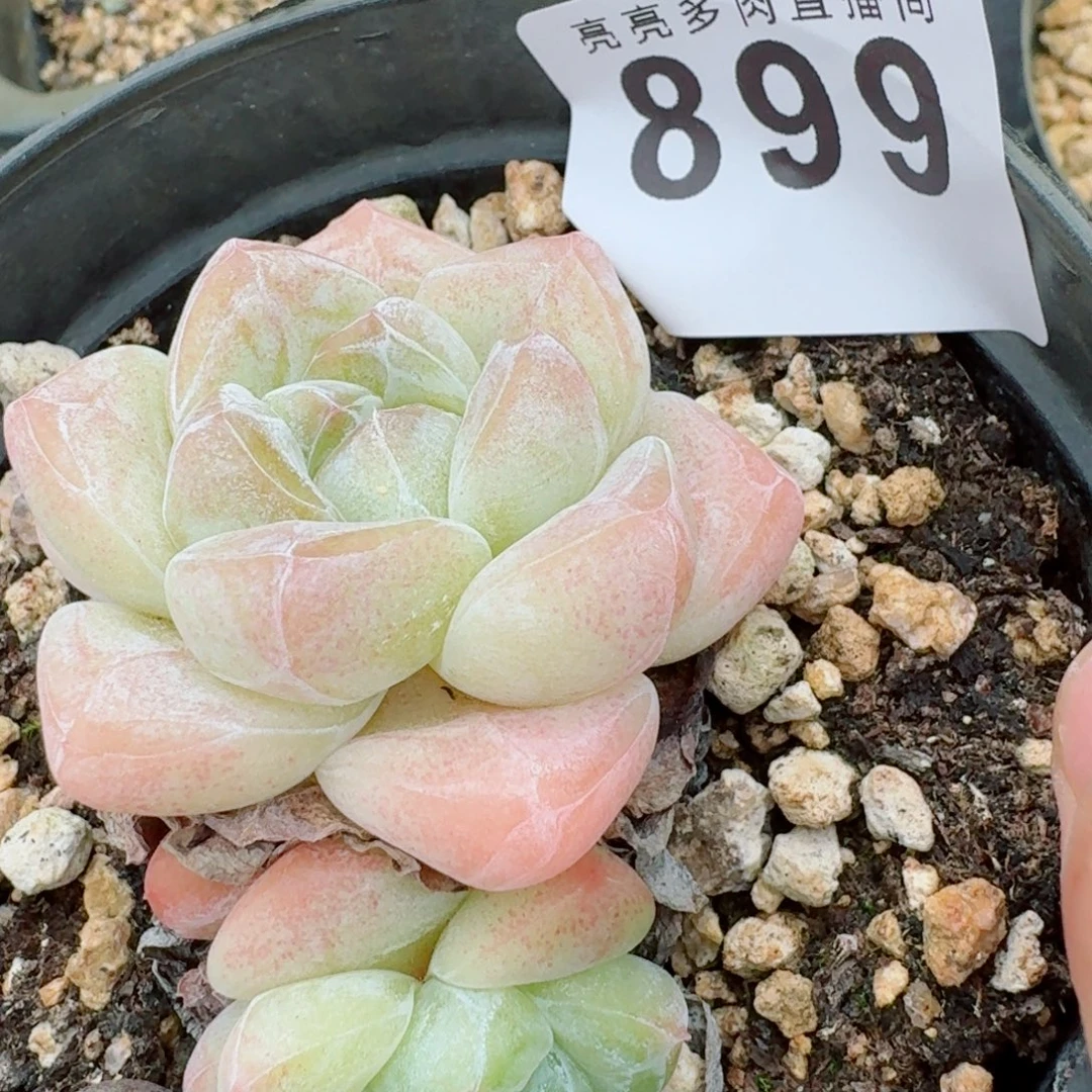 糖心冰玉            精美多肉植物
