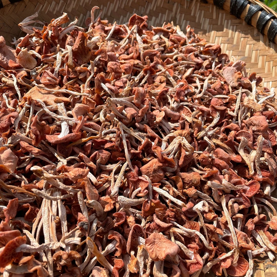 云南果香菌香果菌干菌云南菌子煲汤爆炒脆嫩水果香味