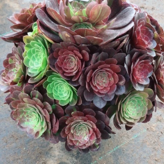 无花朵花月夜法师195号