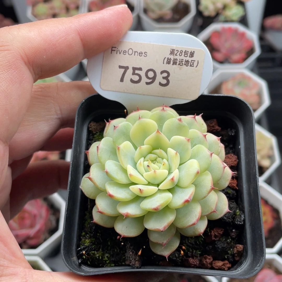 姬莲锦7593-5.5厘米