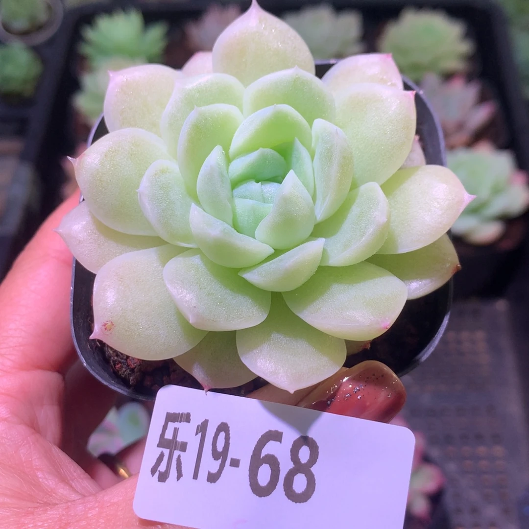 乐然19-68 白冰雪女王