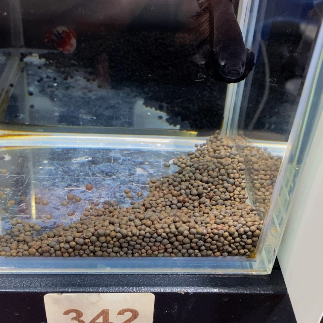 天***鉴斗鱼342巨斗111111