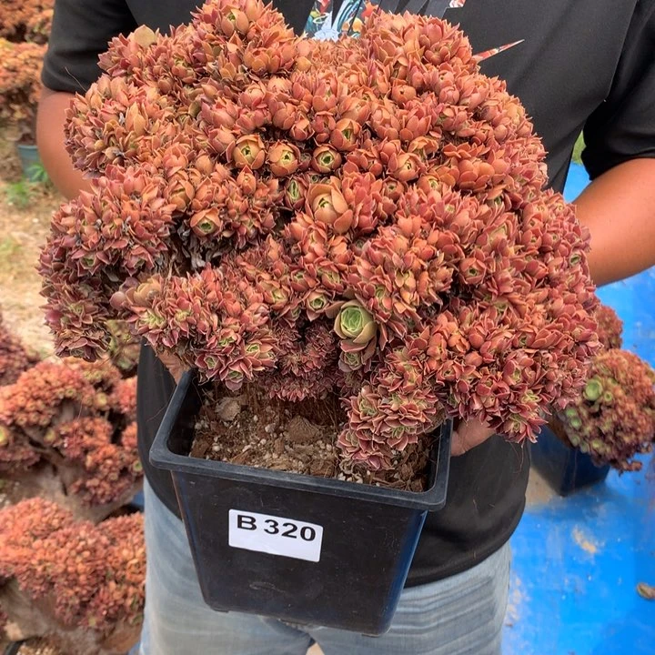 320号玫瑰朵朵脱土法