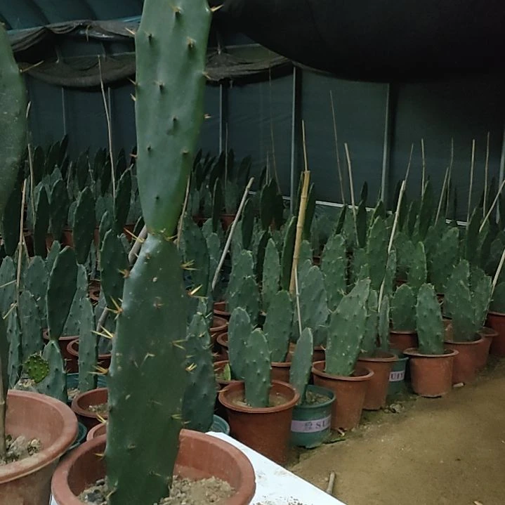 吉***）黄大刺仙人掌两节