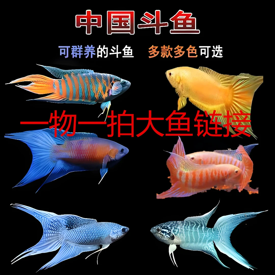 中国斗鱼多品种一物一拍成鱼直播链接