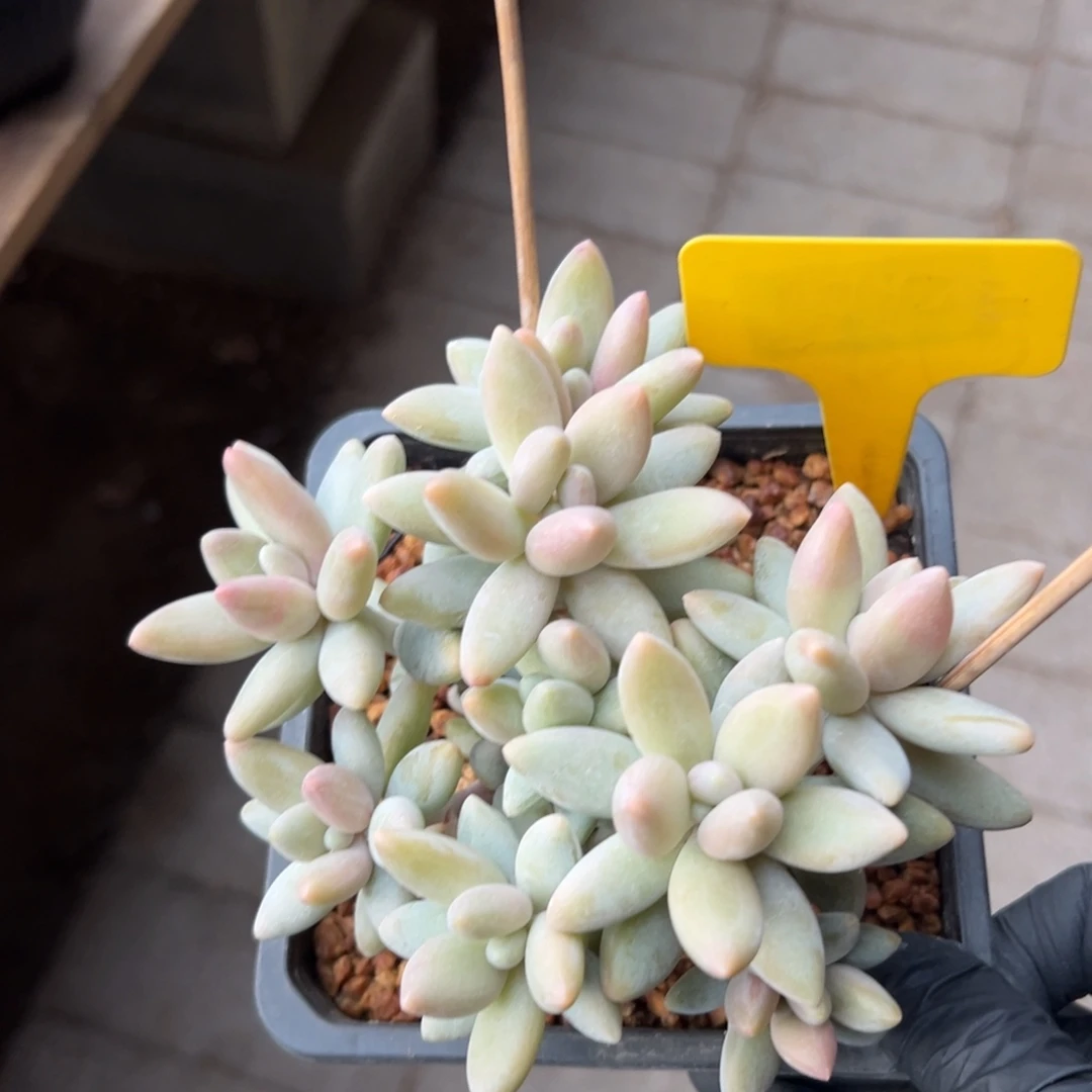 白兰地11111111111