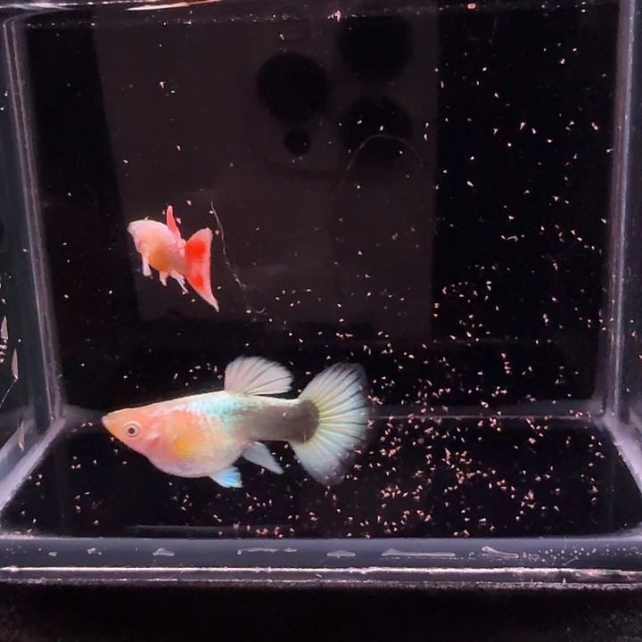 孔雀鱼圣诞球球1对