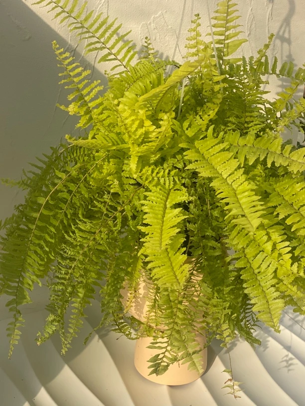 蕾丝裙边蕨 室内好养绿植，自带滤镜的热带植物