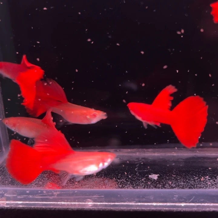 孔雀鱼血红红玫瑰3对