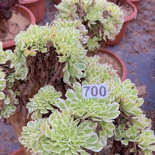 想***彬多肉植物一个绿豆沙