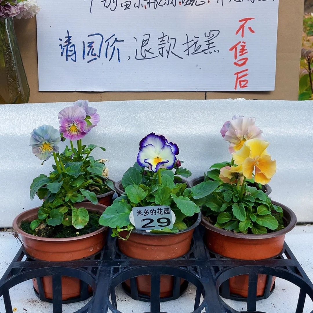 大部分花苞少量开放29