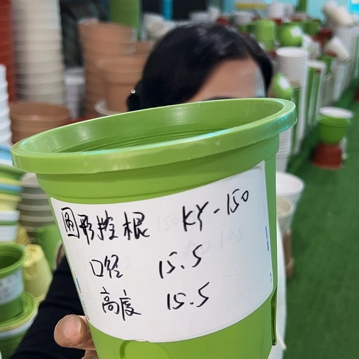 正品圆控口15高15果绿无托10只