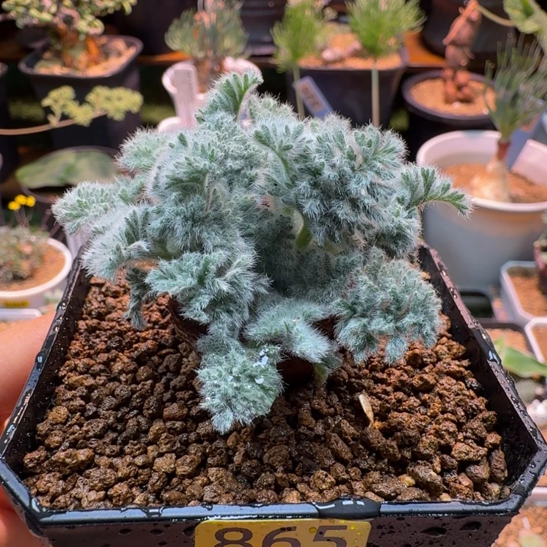 羽叶洋葵865 仙人掌