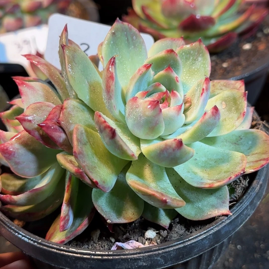 内外拉丝惊鸿一物一拍包装收缩花旱367