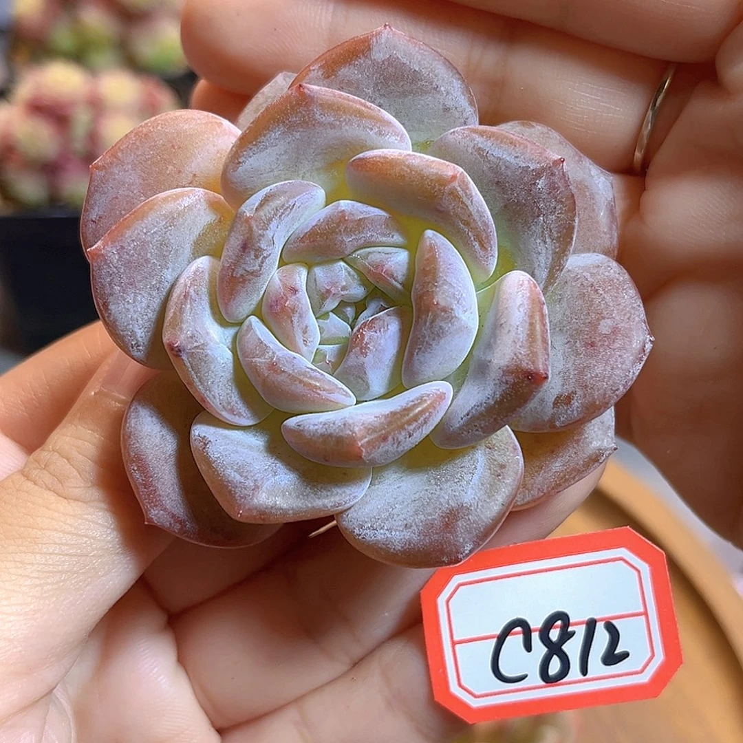 十***一C812 一物一拍 珍妮精选