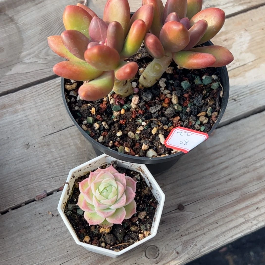 多肉植物多肉植物