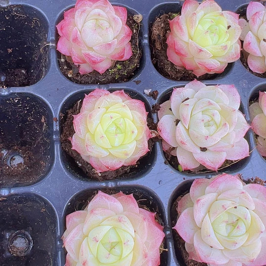 黄粉仙子19包邮多如