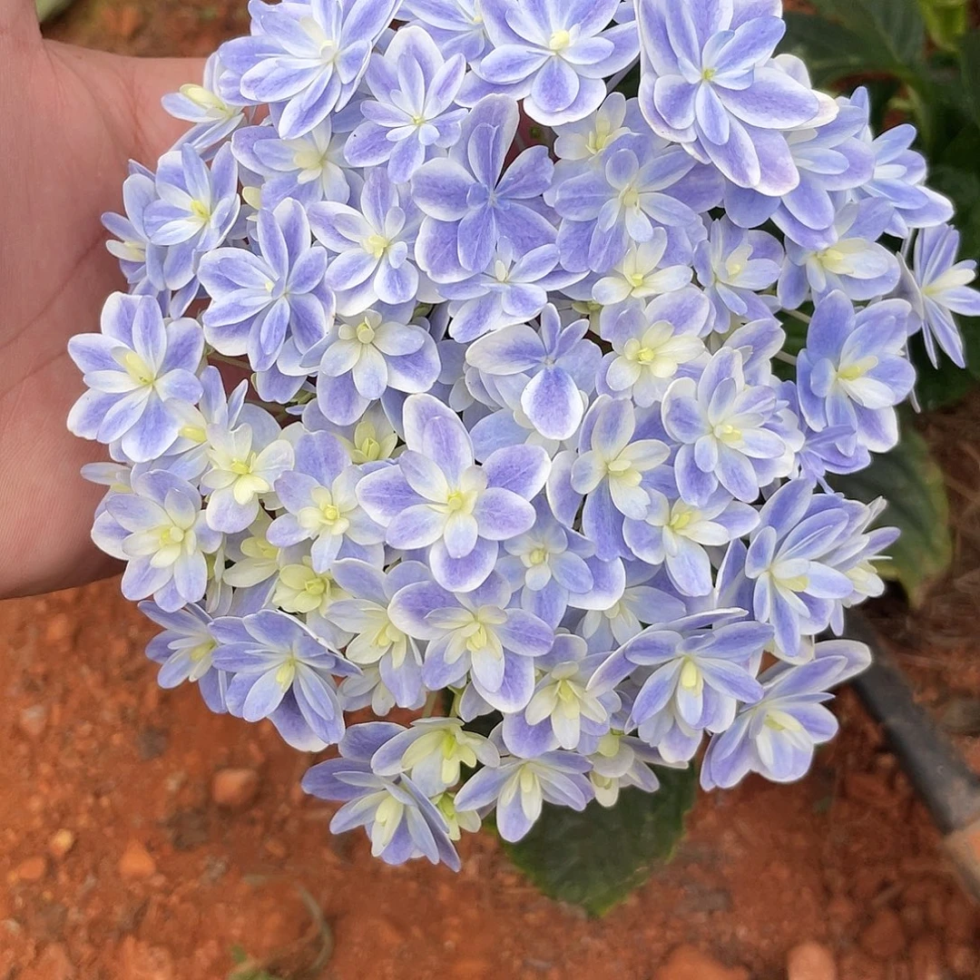 绣球切花一物一拍3枝起包邮，114